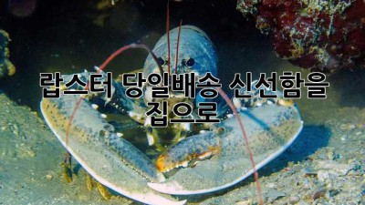 랍스터 당일배송: 신선함을 집으로!